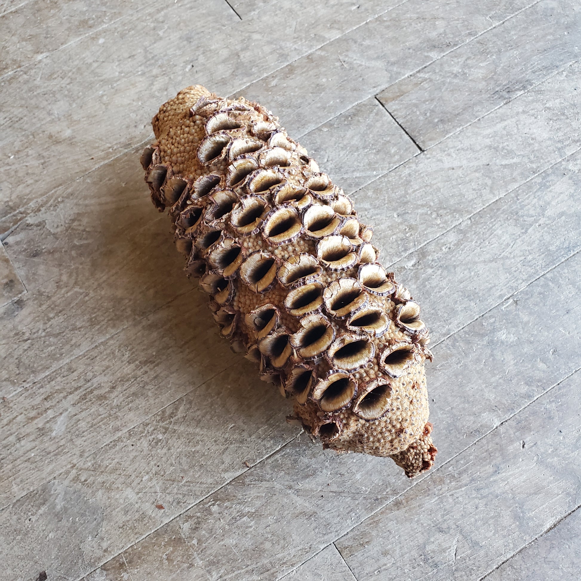 Banksia Pod - A&M Wood Specialty